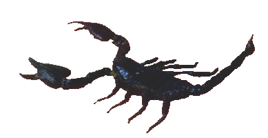 scorpion